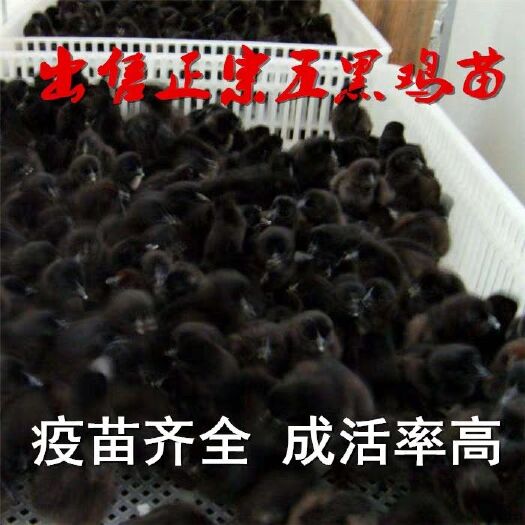 嘉祥县 正宗五黑鸡苗