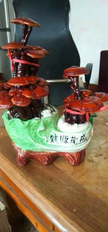 冠县观赏灵芝