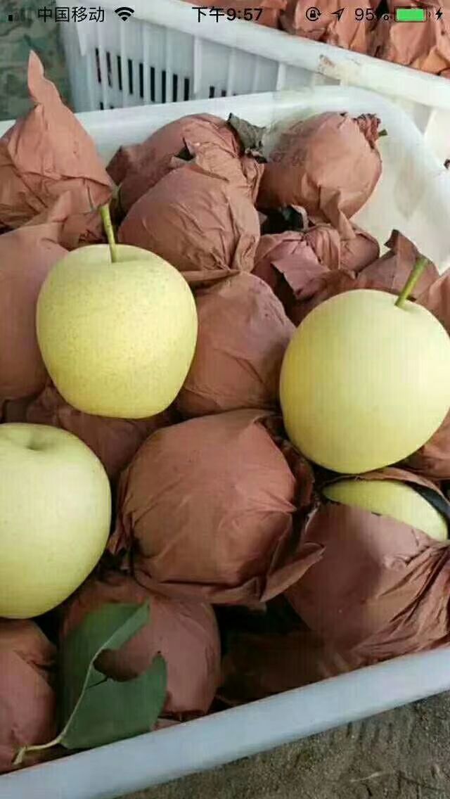 纸袋黄金梨 丰水梨，皇冠梨产地直销，脆甜可口