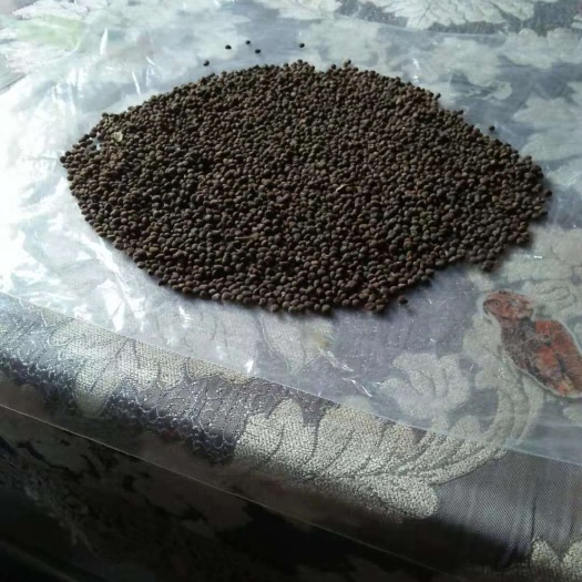 金花茶种子