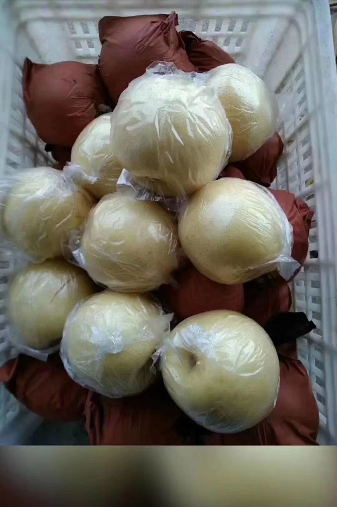 纸袋黄金梨 丰水梨，皇冠梨产地直销，脆甜可口
