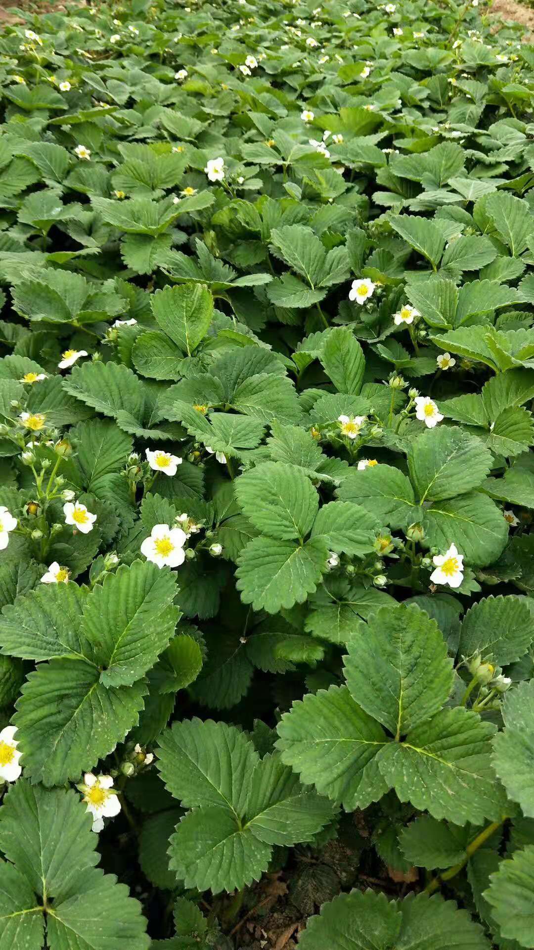  达草莓苗根系发达，脱毒二代草莓苗，量大包邮，草莓苗基地