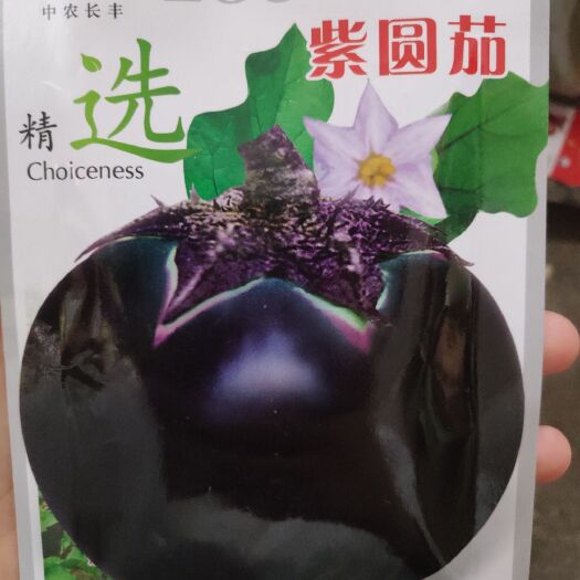 夏邑县茄子种子 精选紫圆茄