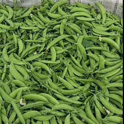 宜良县 豌豆荚饱满嫩脆，