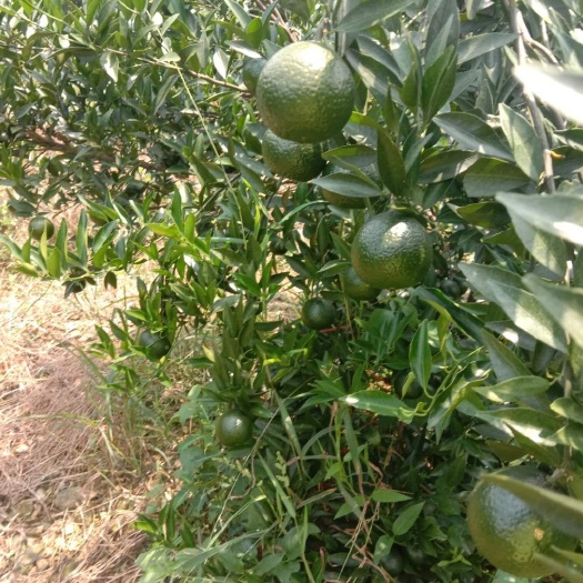 博罗县新会柑 标准4－5公分