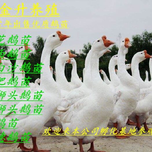 郓城县 优质三花鹅苗 ，包运输，包技术，包建棚，包饲料，签订回收合同