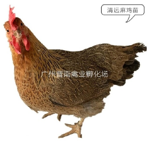 广州 广州清远麻鸡苗 孵化场土2批发