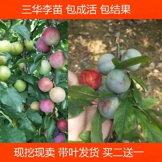 灵山县蜂糖李树苗 果树三华李树苗 早熟米李苗三月李 迟熟三华李子苗