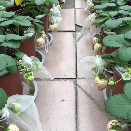 泰安桃熏草莓苗 白草莓品种 现挖现卖