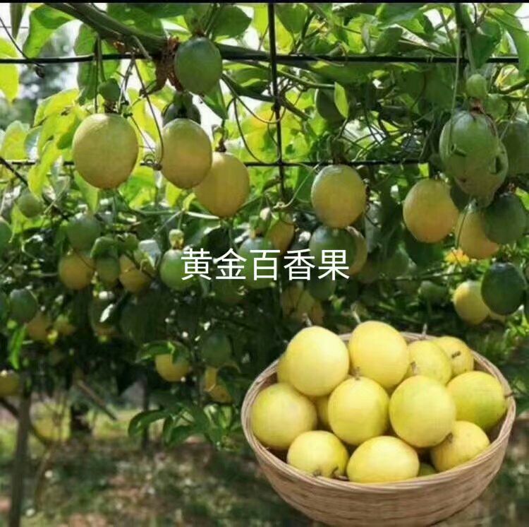  正品黄金百香果苗