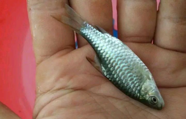 眉山清波鱼鱼苗  清波鱼苗，1--10cm人工培育，耐运输，成活