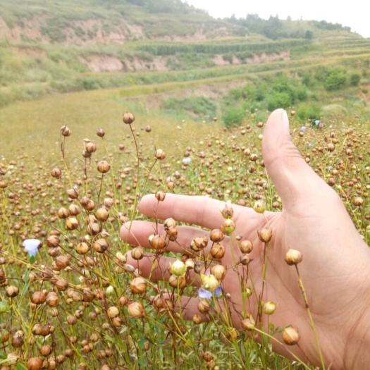 黄金亚麻籽 亚麻有籽