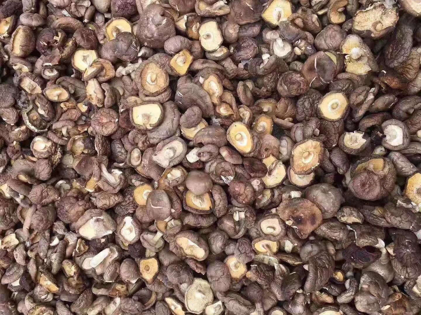  干香菇 鲜香菇大量供货