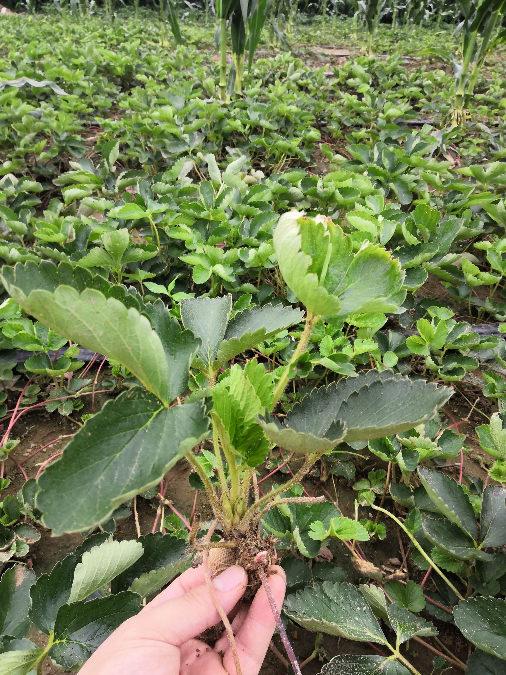  达草莓苗根系发达，脱毒二代草莓苗，量大包邮，草莓苗基地