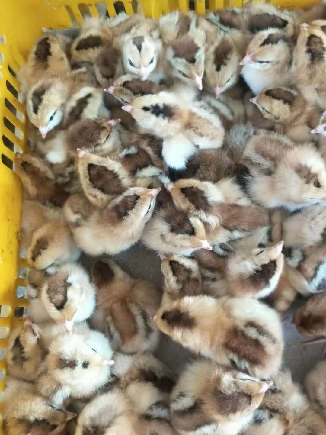  灵山土鸡苗