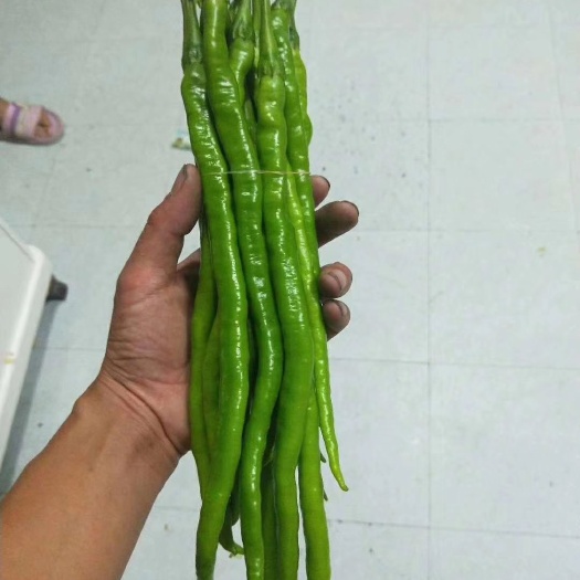 夏邑县二荆条辣椒 精品二荆条，线椒，大量供应螺丝椒，青椒，泡椒，