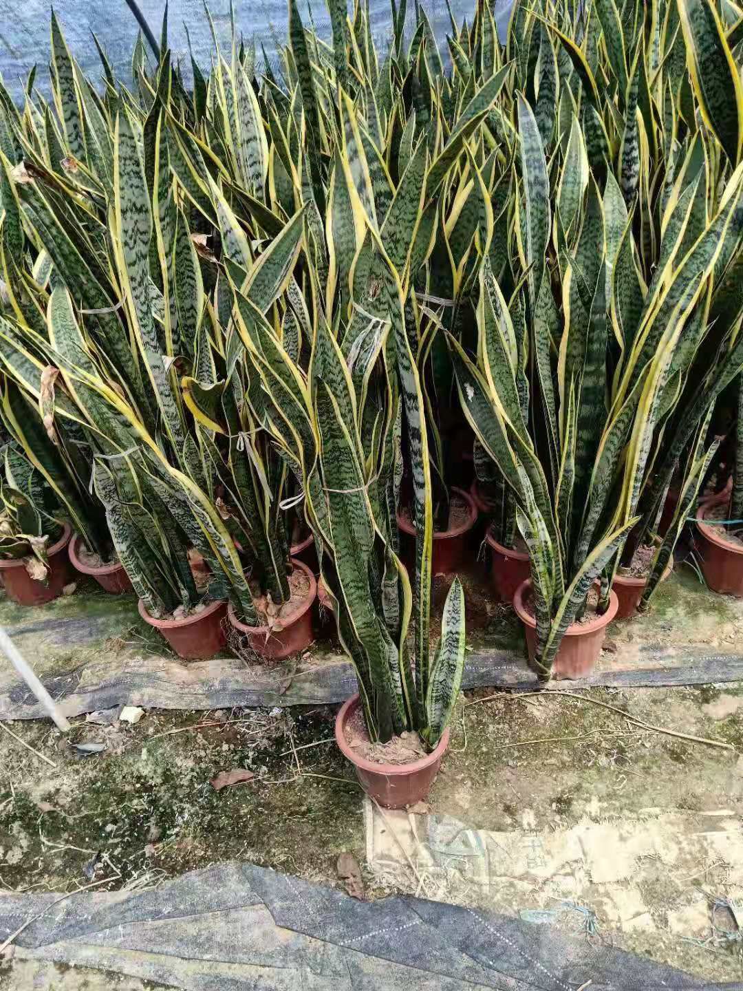 虎皮兰  虎，皮兰 基地批发金边虎兰盆栽 办公室绿植花卉 品种全优惠