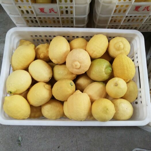 安岳县香水柠檬 2.7 - 3.2两