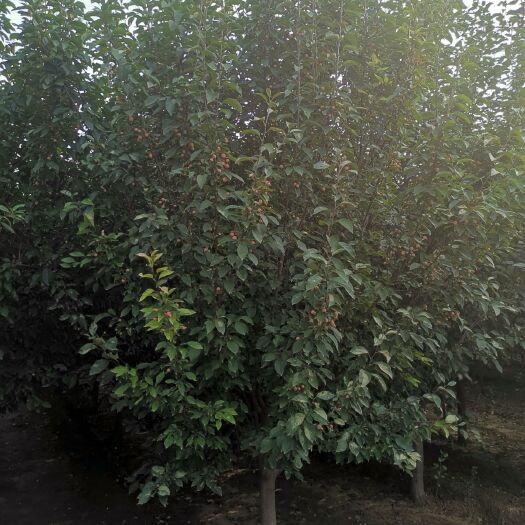 泰安绚丽海棠10公分精品树型 成活率高 工程