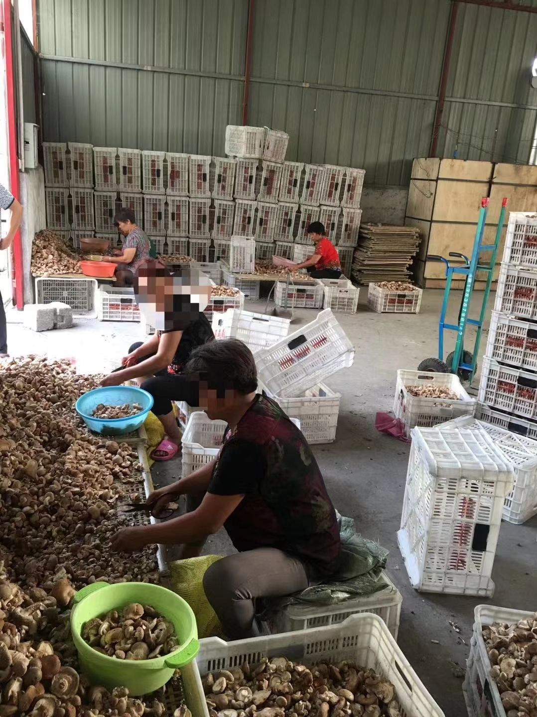  干香菇 鲜香菇大量供货