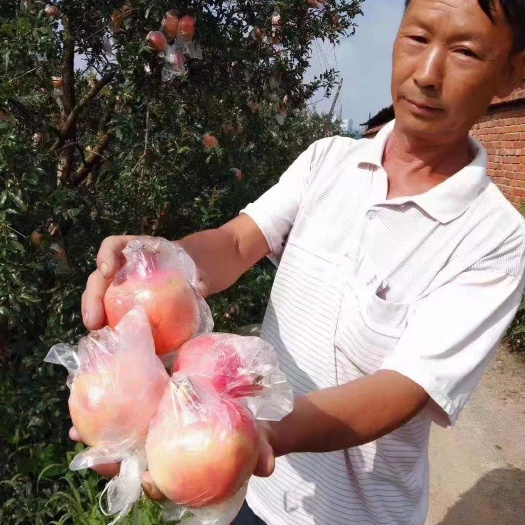 蒙自市 石榴蒙自石榴。