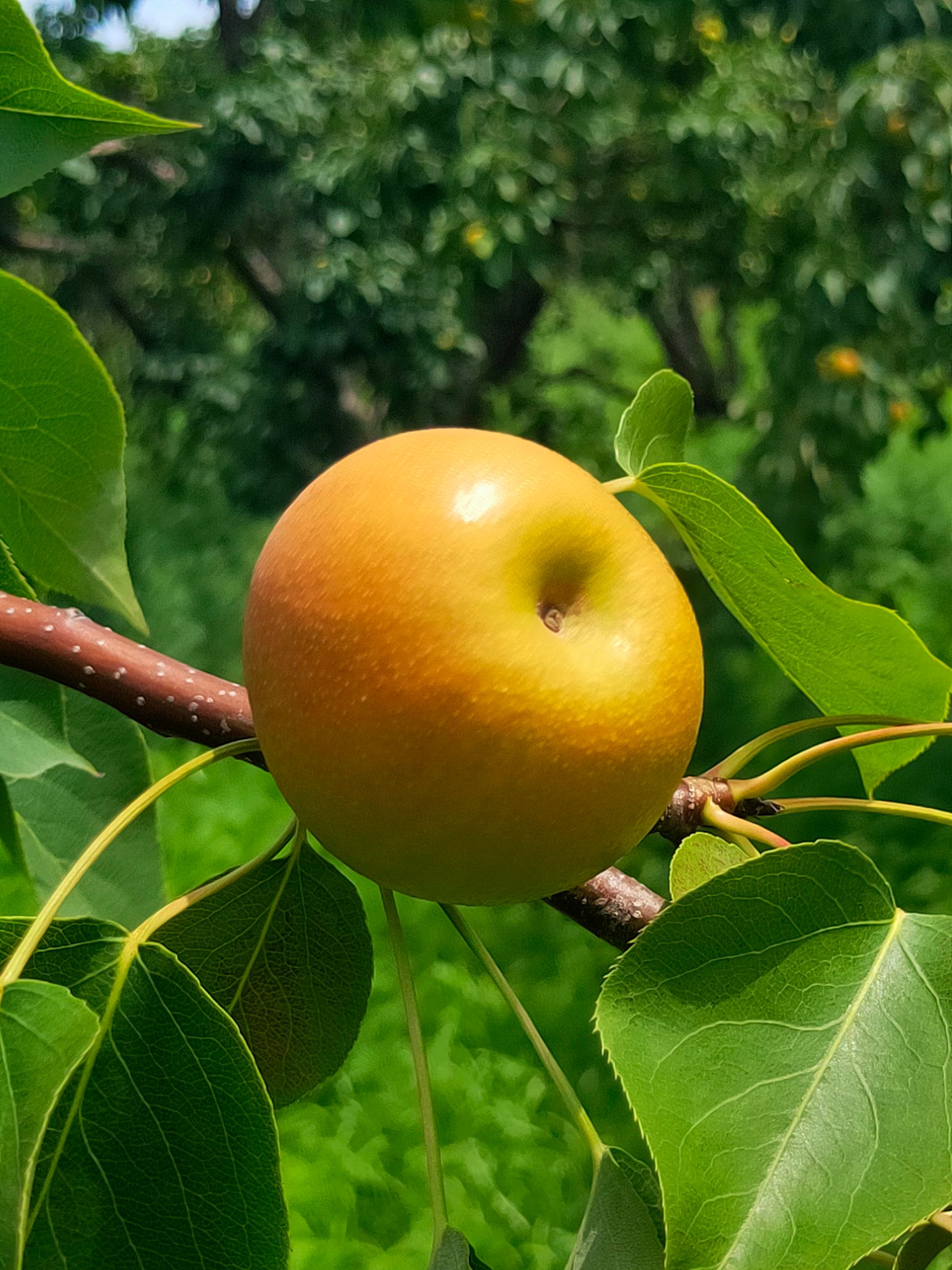 南果梨 60mm以上 150-200g