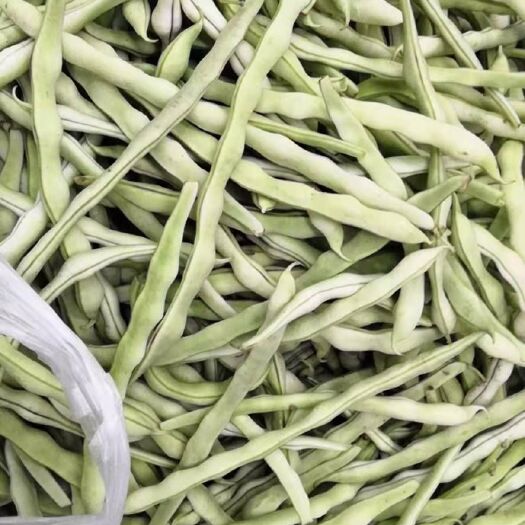  大量豆角上市中