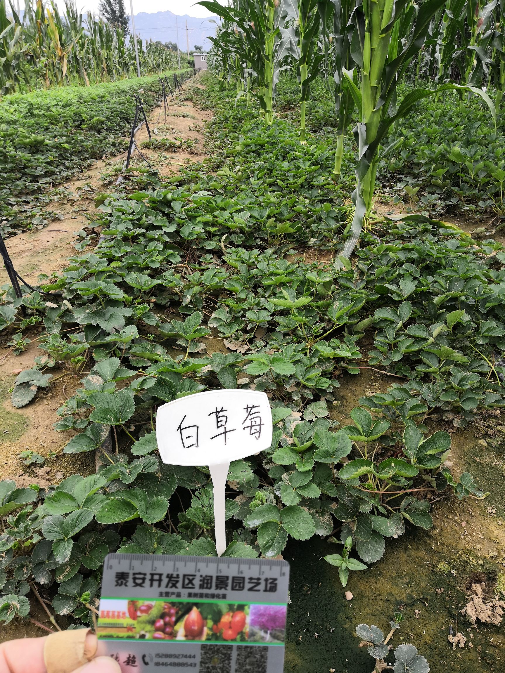  甜宝草莓苗，牛奶草莓苗，章姬草莓苗，润景草莓苗基地