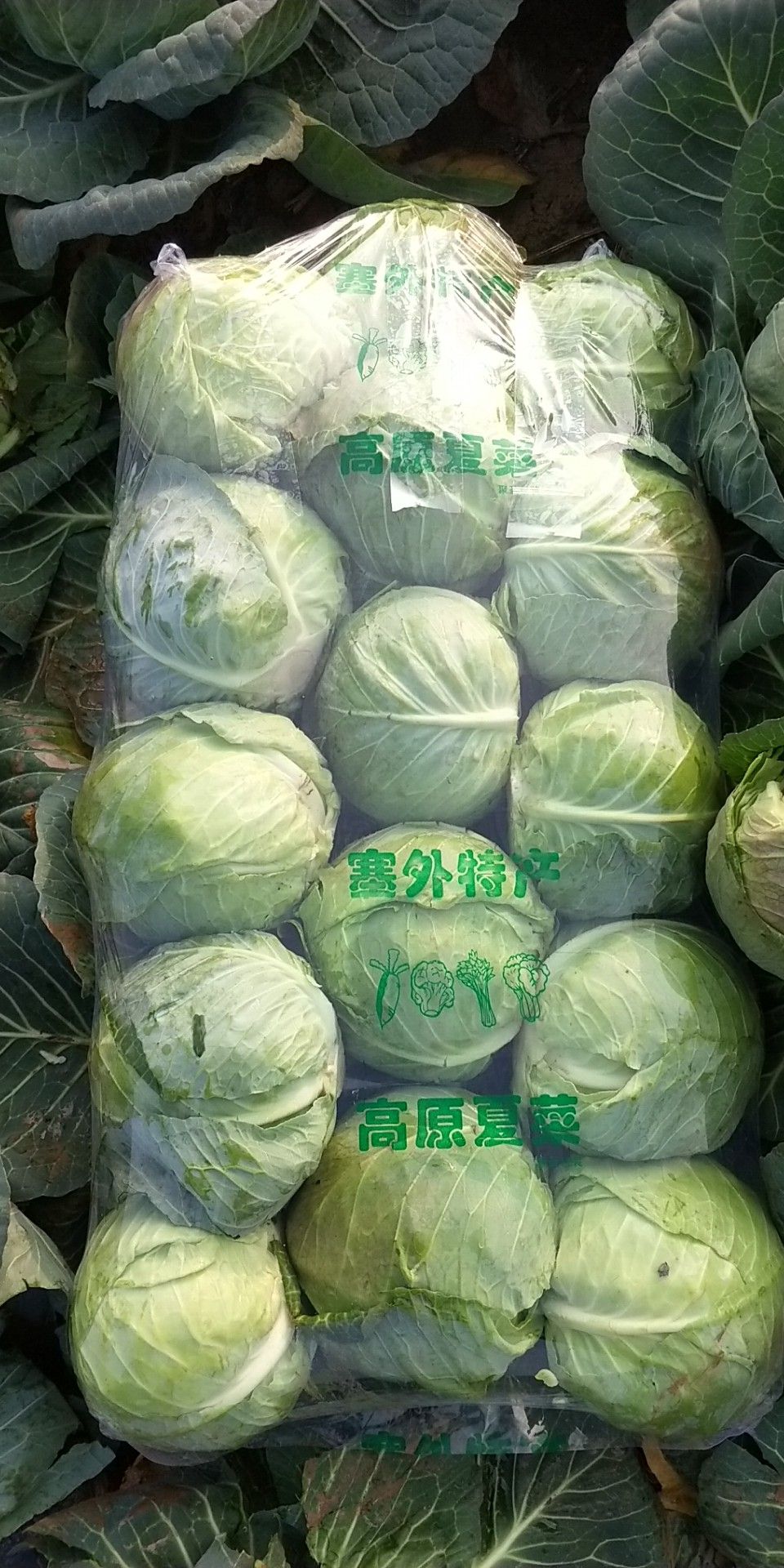 奥奇娜甘蓝 湖北省咸宁市嘉鱼县 2.5~3.0斤