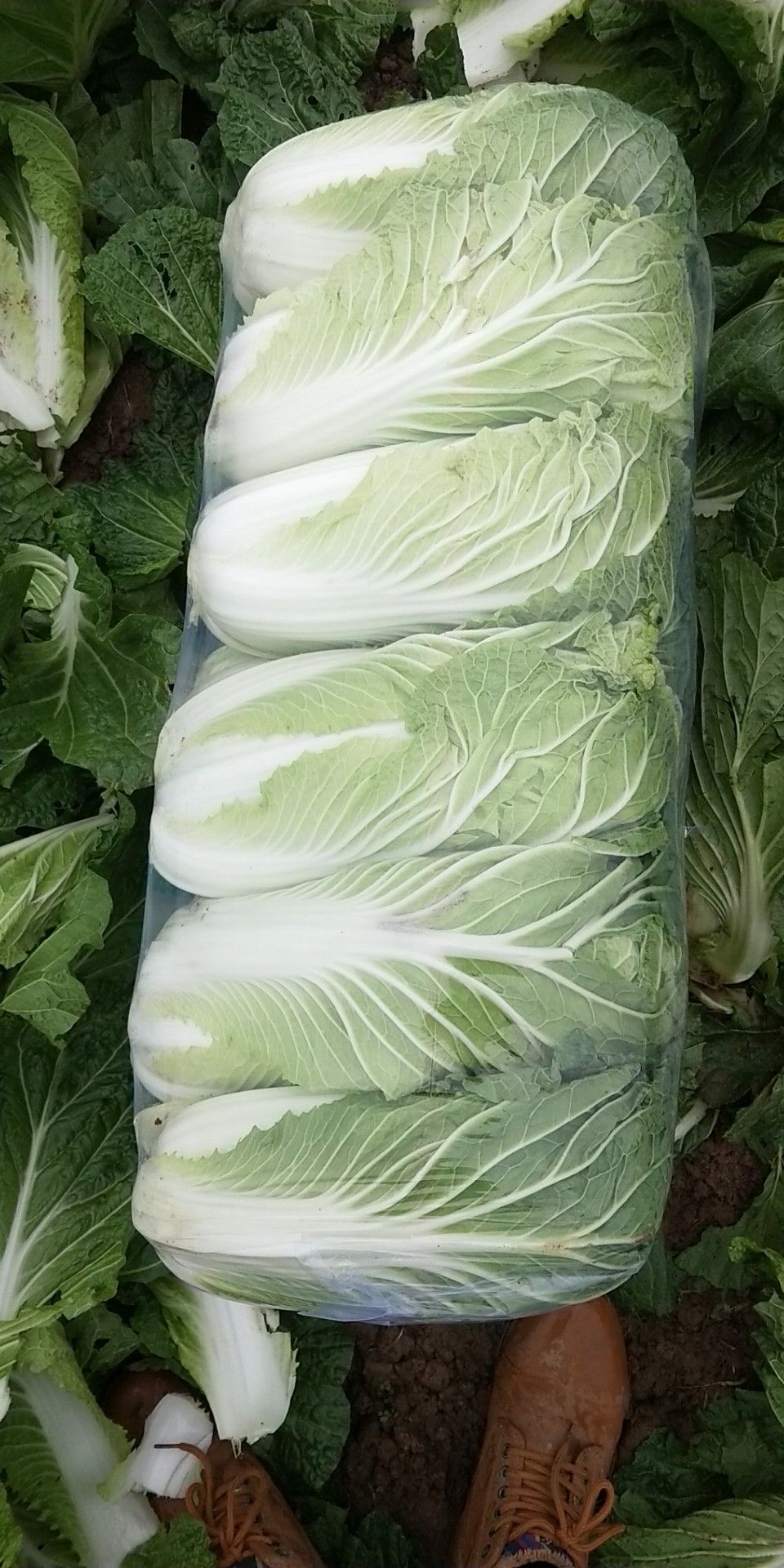 黄心大白菜 3~6斤 净菜
