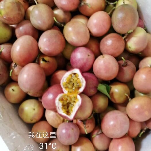 容县紫香一号百香果 广西紫香一号一件代发