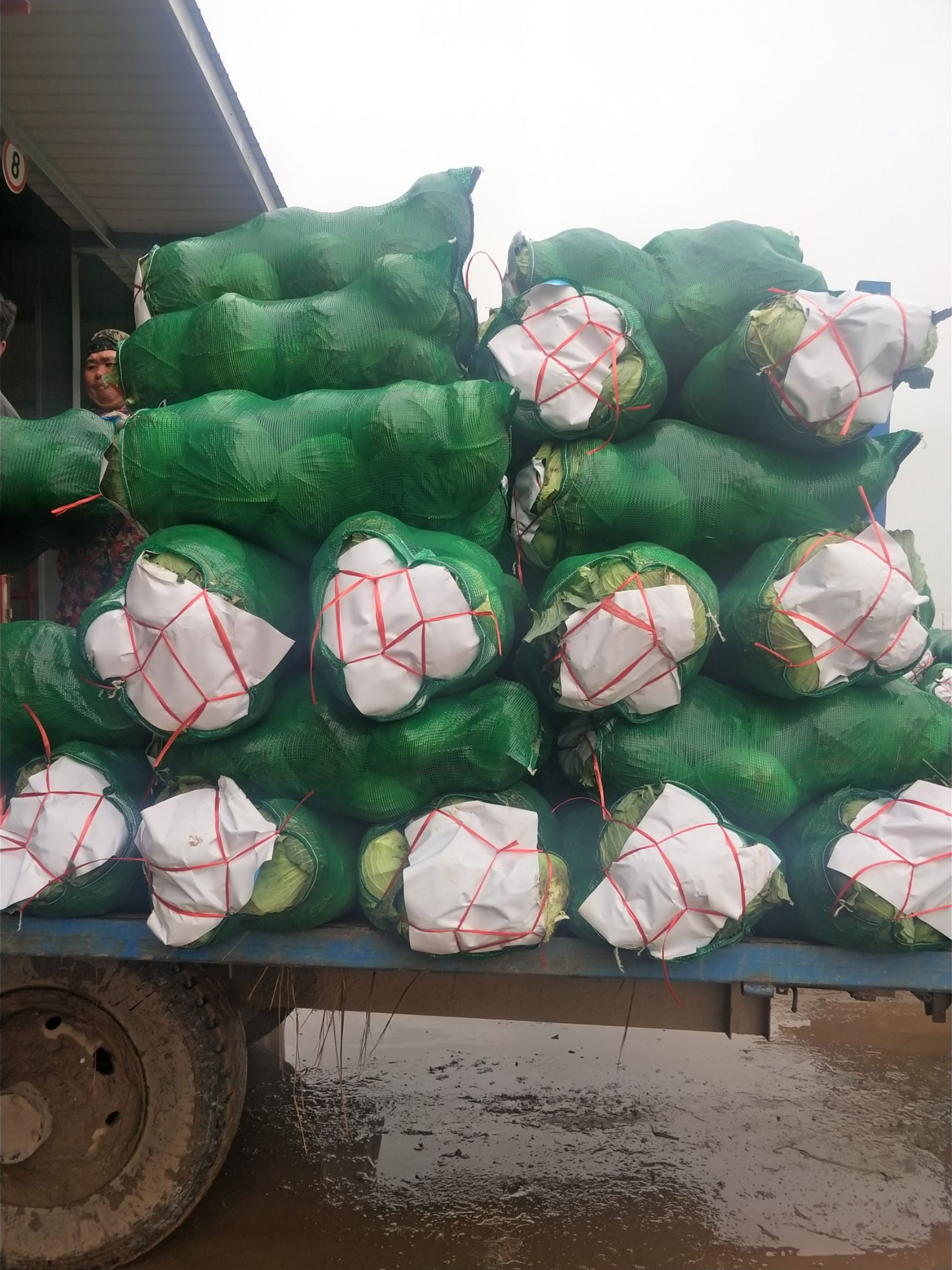 奥奇娜甘蓝  以质量求生意存，以质量求发展