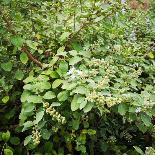 亳州蔓荆子 宫集，高含量，包含量。，产地直销。