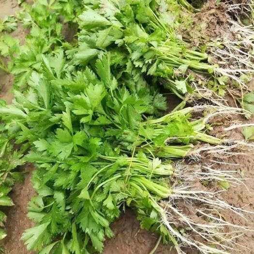  芹苗生产基地：优质法国皇后芹菜苗，当天发货。保证成活率