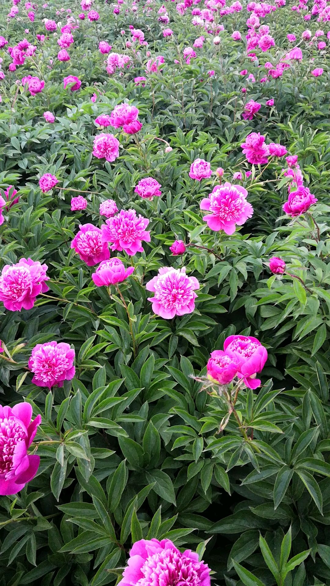  观赏芍药