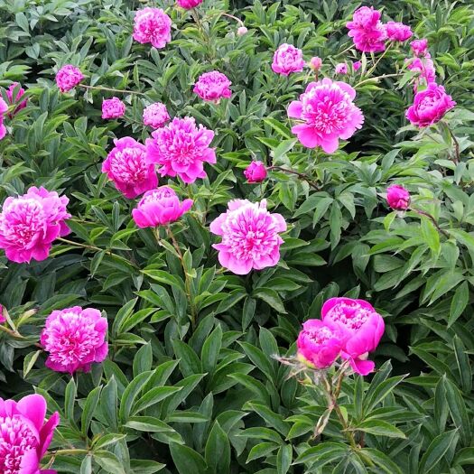菏泽 观赏芍药