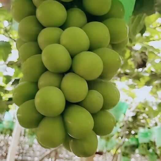 绥中县 阳光玫瑰葡萄苗-少贵多廉
