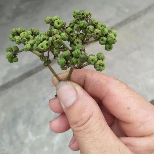 武冈市中药材山茱萸 芜茱树仔