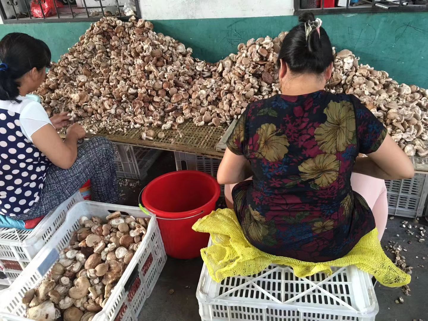  干香菇 鲜香菇大量供货
