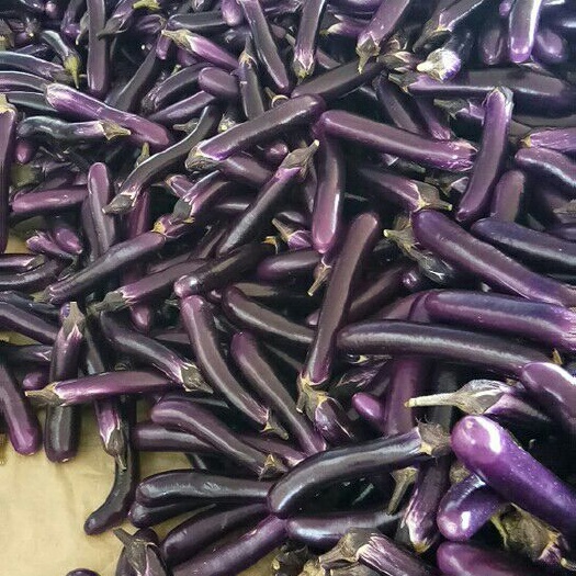 南宁 优质茄子大量上市