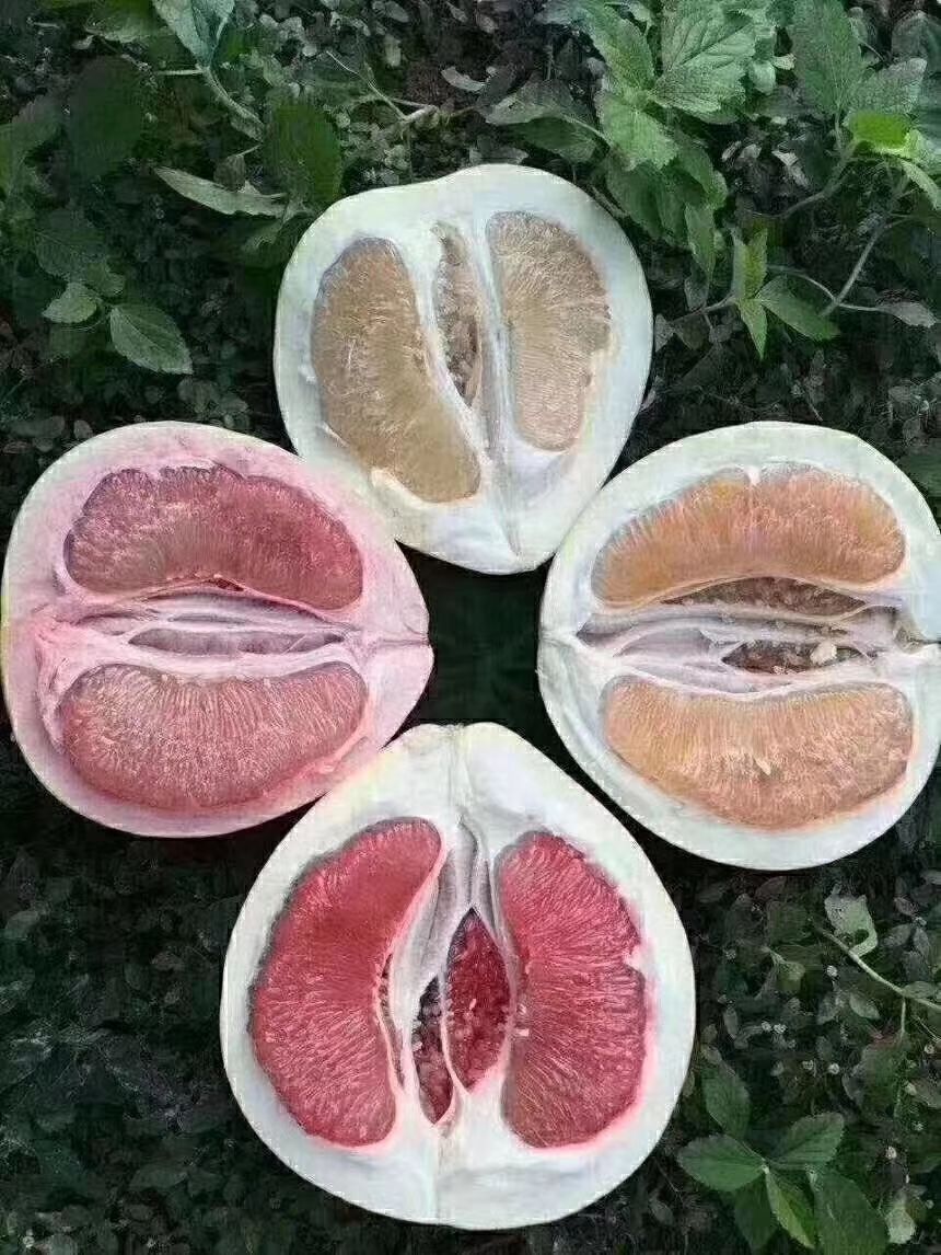  白肉蜜柚