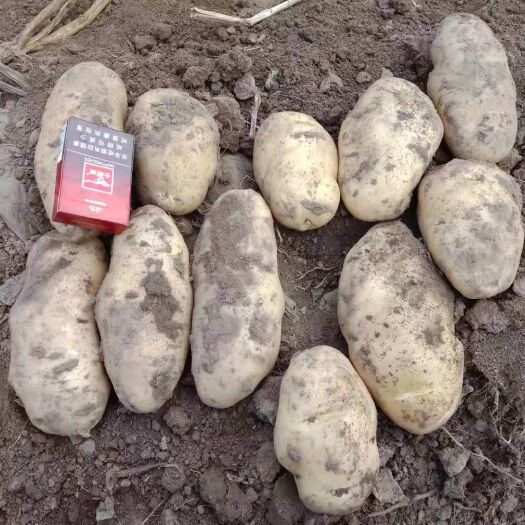 喀喇沁旗荷兰15号土豆 二两荷兰便宜