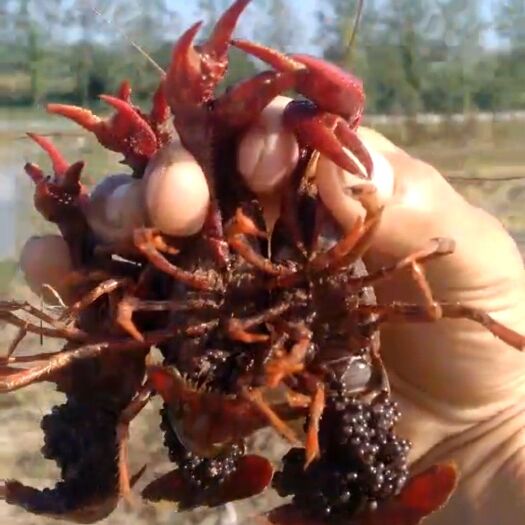 盱眙县小龙虾苗 出售种虾