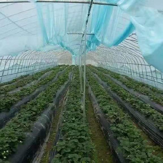 嵊泗县蔬菜大棚 养殖大棚