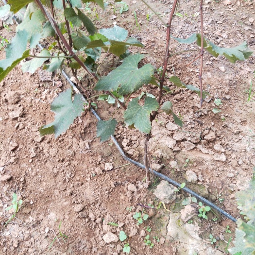 保定茉莉香葡萄苗 甜香可口