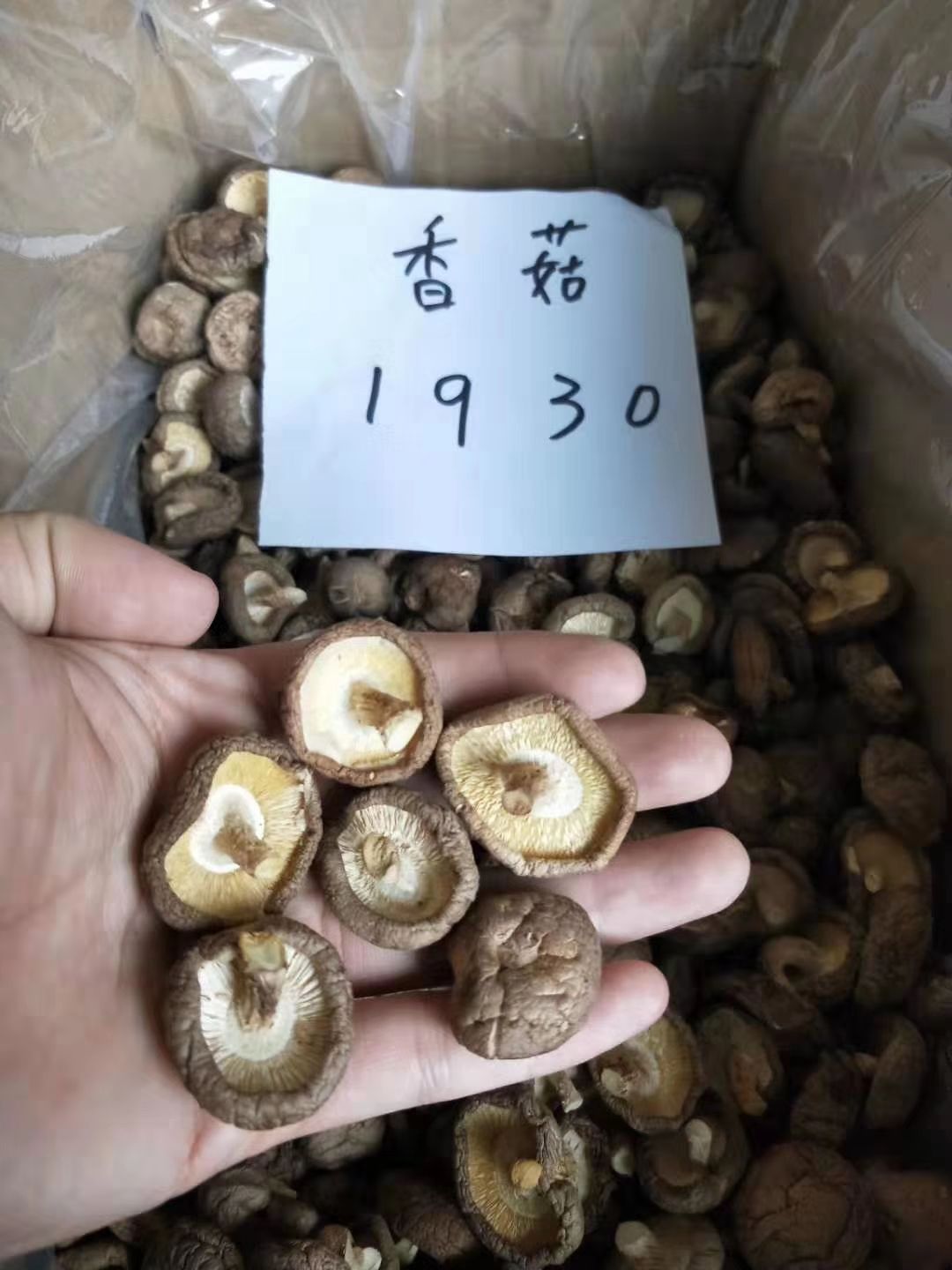  干香菇 鲜香菇大量供货