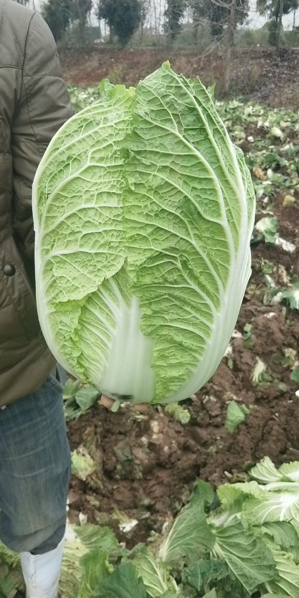 黄心大白菜 3~6斤 净菜