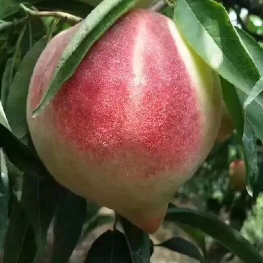 深州市 深州蜜桃—甜蜜多汁