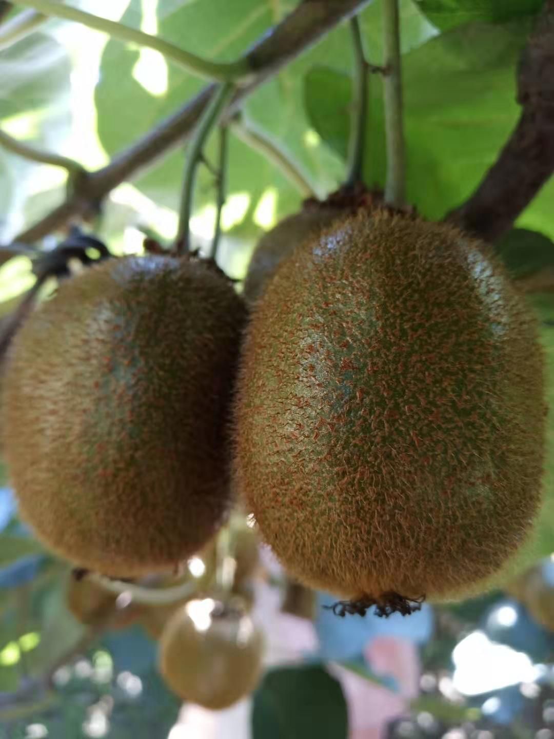  秦岭山下，陕西眉县绿色无污染自家种植徐香猕猴桃