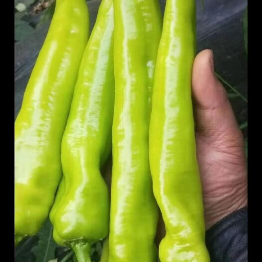 凌源市 大量黄皮尖椒上市中